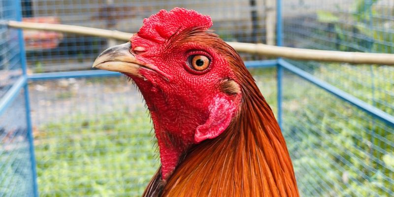 Đầu của gà Asil rộng và tròn